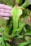 Heliamphora spec. nov. Akopan - kliknij aby zobaczyć zdjęcie. Heliamphora spec. nov. Akopan