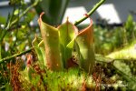 Heliamphora minor - kliknij aby zobaczyć zdjęcie. Heliamphora minor