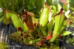 Heliamphora heterodoxa - kliknij aby zobaczyć zdjęcie. Heliamphora heterodoxa
