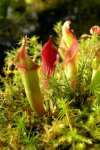 Heliamphora huberi (Amuri Tepui) - kliknij aby zobaczyć zdjęcie. Heliamphora huberi (Amuri Tepui)