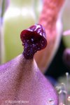 Heliamphora heterodoxa - kliknij aby zobaczyć zdjęcie. Heliamphora heterodoxa