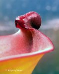 Heliamphora folliculata (Murosipan Tepui, Ven.) - kliknij aby zobaczyć zdjęcie. Heliamphora folliculata (Murosipan Tepui, Ven.)
