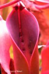 Heliamphora ceracea (Cerro Neblina) - kliknij aby zobaczyć zdjęcie. Heliamphora ceracea (Cerro Neblina)
