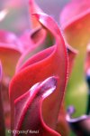 Heliamphora ceracea (Cerro Neblina) - kliknij aby zobaczyć zdjęcie. Heliamphora ceracea (Cerro Neblina)