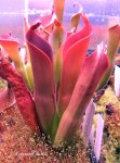 Heliamphora ceracea (Cerro Neblina) - kliknij aby zobaczyć zdjęcie. Heliamphora ceracea (Cerro Neblina)