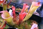 Heliamphora folliculata (Murosipan Tepui, Ven.) - kliknij aby zobaczyć zdjęcie. Heliamphora folliculata (Murosipan Tepui, Ven.)