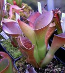Heliamphora exappendiculata (Amuri Tepui) - kliknij aby zobaczyć zdjęcie. Heliamphora exappendiculata (Amuri Tepui)