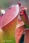 Heliamphora exappendiculata (Amuri Tepui) - kliknij aby zobaczyć zdjęcie. Heliamphora exappendiculata (Amuri Tepui)