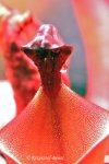 Heliamphora elongata x ionasi (formerly known as H. nutans (Tramen) x ionasi) - kliknij aby zobaczyć zdjęcie. Heliamphora elongata x ionasi (formerly known as H. nutans (Tramen) x ionasi)