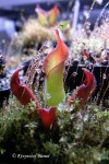 Heliamphora ciliata (Lowland) - kliknij aby zobaczyć zdjęcie. Heliamphora ciliata (Lowland)