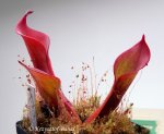 Heliamphora huberi (Bonnetia forest) - kliknij aby zobaczyć zdjęcie. Heliamphora huberi (Bonnetia forest)