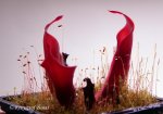 Heliamphora huberi (Amuri Tepui) - kliknij aby zobaczyć zdjęcie. Heliamphora huberi (Amuri Tepui)