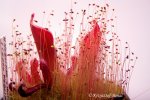 Heliamphora neblinae x hispida (Cerro Neblina) - kliknij aby zobaczyć zdjęcie. Heliamphora neblinae x hispida (Cerro Neblina)