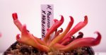 Heliamphora folliculata x neblinae - kliknij aby zobaczyć zdjęcie. Heliamphora folliculata x neblinae