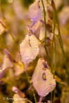 Utricularia pubescens - kliknij aby zobaczyć zdjęcie. Utricularia pubescens