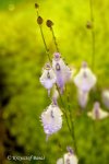 Utricularia pubescens - kliknij aby zobaczyć zdjęcie. Utricularia pubescens