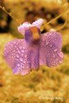 Utricularia longifolia - kliknij aby zobaczyć zdjęcie. Utricularia longifolia