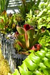 Heliamphora pulchella (Apacapa Tepui) - kliknij aby zobaczyć zdjęcie. Heliamphora pulchella (Apacapa Tepui)