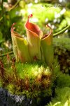 Heliamphora minor - kliknij aby zobaczyć zdjęcie. Heliamphora minor