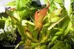 Heliamphora nutans - kliknij aby zobaczyć zdjęcie. Heliamphora nutans