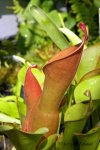 Heliamphora nutans - kliknij aby zobaczyć zdjęcie. Heliamphora nutans