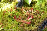 Heliamphora heterodoxa - kliknij aby zobaczyć zdjęcie. Heliamphora heterodoxa