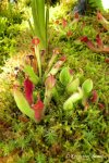 Heliamphora huberi (Amuri Tepui) i inne - kliknij aby zobaczyć zdjęcie. Heliamphora huberi (Amuri Tepui) i inne