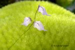 Utricularia pubescens - kliknij aby zobaczyć zdjęcie. Utricularia pubescens