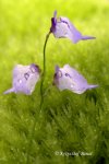 Utricularia pubescens - kliknij aby zobaczyć zdjęcie. Utricularia pubescens