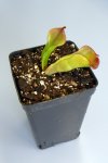 Heliamphora huberi (Akopan Tepui) - kliknij aby zobaczyć zdjęcie. Heliamphora huberi (Akopan Tepui)