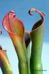 Heliamphora neblinae (Cerro Neblina) - kliknij aby zobaczyć zdjęcie. Heliamphora neblinae (Cerro Neblina)