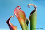 Heliamphora neblinae (Cerro Neblina) - kliknij aby zobaczyć zdjęcie. Heliamphora neblinae (Cerro Neblina)