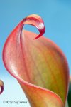 Heliamphora neblinae (Cerro Neblina) - kliknij aby zobaczyć zdjęcie. Heliamphora neblinae (Cerro Neblina)