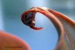 Heliamphora neblinae (Cerro Neblina) - kliknij aby zobaczyć zdjęcie. Heliamphora neblinae (Cerro Neblina)