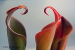 Heliamphora neblinae (Cerro Neblina) - kliknij aby zobaczyć zdjęcie. Heliamphora neblinae (Cerro Neblina)