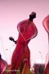 Heliamphora heterodoxa (Gran Sabana) - kliknij aby zobaczyć zdjęcie. Heliamphora heterodoxa (Gran Sabana)