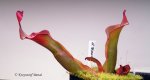 Heliamphora Tequila - kliknij aby zobaczyć zdjęcie. Heliamphora Tequila