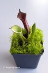 Heliamphora huberi (Bonnetia forest) - kliknij aby zobaczyć zdjęcie. Heliamphora huberi (Bonnetia forest)