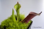 Heliamphora huberi (Bonnetia forest) - kliknij aby zobaczyć zdjęcie. Heliamphora huberi (Bonnetia forest)