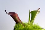 Heliamphora huberi (Bonnetia forest) - kliknij aby zobaczyć zdjęcie. Heliamphora huberi (Bonnetia forest)