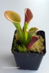Heliamphora exappendiculata (Chimanta Tepui) - kliknij aby zobaczyć zdjęcie. Heliamphora exappendiculata (Chimanta Tepui)