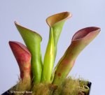 Heliamphora exappendiculata (Chimanta Tepui) - kliknij aby zobaczyć zdjęcie. Heliamphora exappendiculata (Chimanta Tepui)