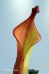 Heliamphora nutans Giant Form - kliknij aby zobaczyć zdjęcie. Heliamphora nutans Giant Form