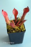 Heliamphora huberi (Bonnetia forest) - kliknij aby zobaczyć zdjęcie. Heliamphora huberi (Bonnetia forest)
