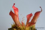 Heliamphora huberi (Bonnetia forest) - kliknij aby zobaczyć zdjęcie. Heliamphora huberi (Bonnetia forest)