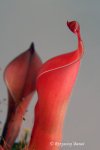 Heliamphora huberi (Bonnetia forest) - kliknij aby zobaczyć zdjęcie. Heliamphora huberi (Bonnetia forest)