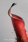 Heliamphora huberi (Bonnetia forest) - kliknij aby zobaczyć zdjęcie. Heliamphora huberi (Bonnetia forest)