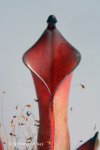 Heliamphora huberi (Bonnetia forest) - kliknij aby zobaczyć zdjęcie. Heliamphora huberi (Bonnetia forest)