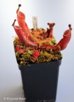 Heliamphora heterodoxa (Gran Sabana) - kliknij aby zobaczyć zdjęcie. Heliamphora heterodoxa (Gran Sabana)