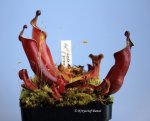 Heliamphora heterodoxa (Gran Sabana) - kliknij aby zobaczyć zdjęcie. Heliamphora heterodoxa (Gran Sabana)
